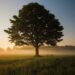 God’s Pruning